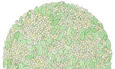 天秤座的星座守护花是什么？