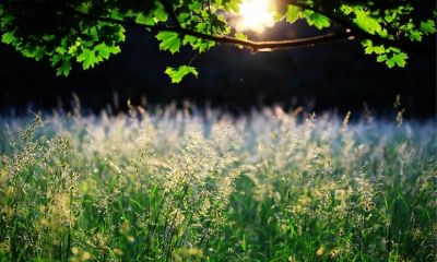 狗年姓毕女孩名字大全 属狗毕姓女宝宝起名2018