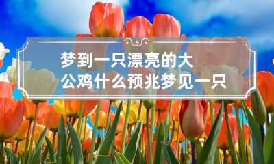 梦到一只漂亮的大公鸡什么预兆 梦见一只漂亮的大公鸡是什么意思