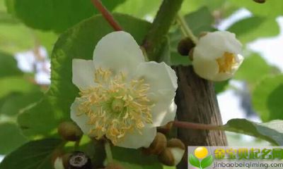 2019猪年圣诞节出生的女宝宝五行缺木要如何起名字