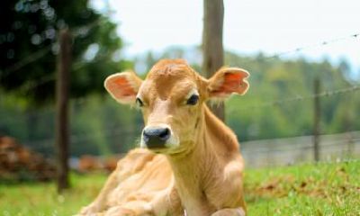 2021辛丑年农历二月二十出生牛宝宝好吗？是什么命？