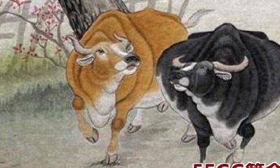 2018年11月属牛人在哪方面走运最好