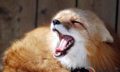 梦见狐狸一不小心杀