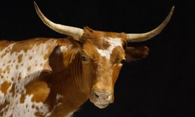 2021辛丑牛年农历十二月廿二日是不是黄历好日子？