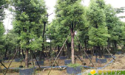 七夕情人节出生的女宝宝起名方法，宜用什么字