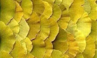 狗年姓杜女孩名字大全 属狗杜姓女宝宝起名2018