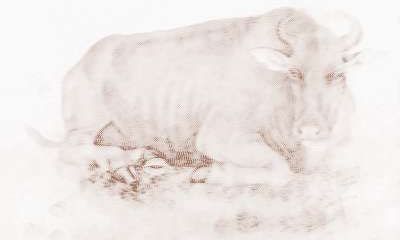 属牛的人在2018年中有着怎样的运势变化？