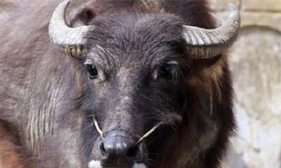 1997年属牛人2018年几月财运旺