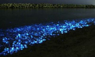 狗年姓皮女孩名字大全 属狗皮姓女宝宝起名2018