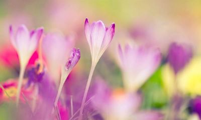 狗年姓季女孩名字大全 属狗季姓女宝宝起名2018