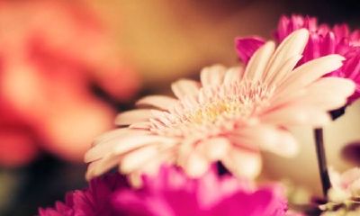 狗年姓蓝女孩名字大全 属狗蓝姓女宝宝起名2018