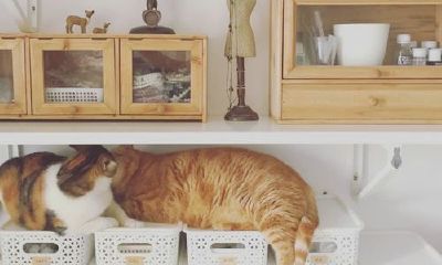 狗年姓成女孩名字大全 属狗成姓女宝宝起名2018