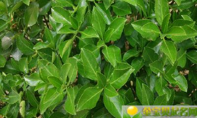 2019年农历二月二十一出生的男孩五行缺金起什么名字吉祥，用哪些