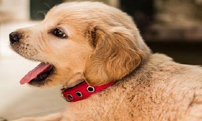 1994年的狗男何时动婚