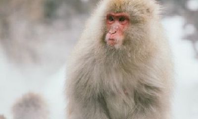 92男猴配94女狗合不合