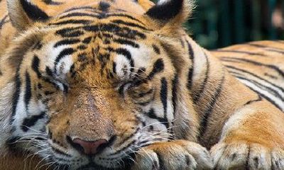 虎猴夫妻确实会有克死吗