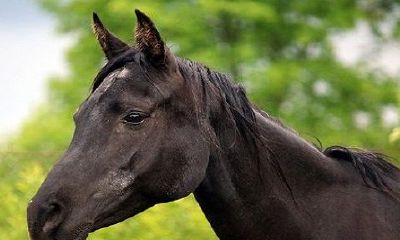 为什么马和鸡结婚注定离异