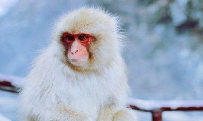 怎样解除属虎属猴相冲