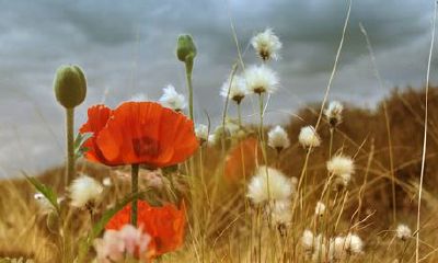 狗年姓缪女孩名字大全 属狗缪姓女宝宝起名2018