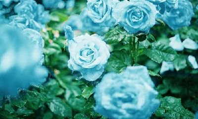 狗年姓吉女孩名字大全 属狗吉姓女宝宝起名2018