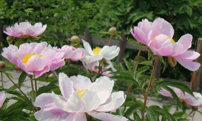 2019年农历二月二十出生的男孩五行缺金如何起名字，宜用什么字