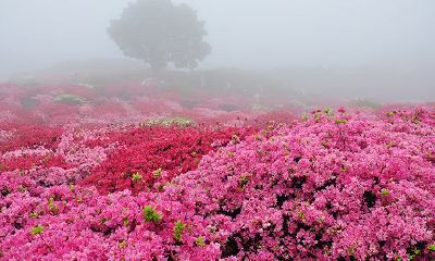 狗年姓邓女孩名字大全 属狗邓姓女宝宝起名2018