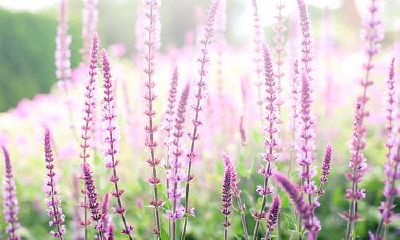 狗年姓龚女孩名字大全 属狗龚姓女宝宝起名2018