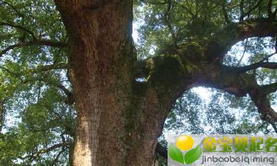 七夕情人节出生的女宝宝怎么样起名字