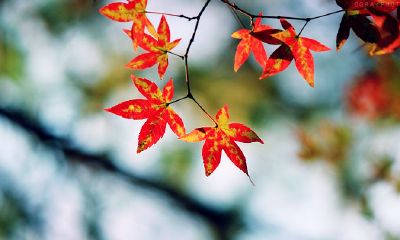 狗年姓糜女孩名字大全 属狗糜姓女宝宝起名2018