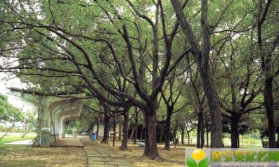 2019猪年七夕情人节出生的女宝宝起什么名字好，五行属什么