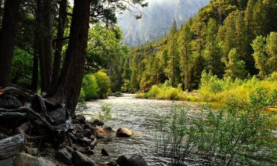 姓丛女孩优雅好听的名字大全