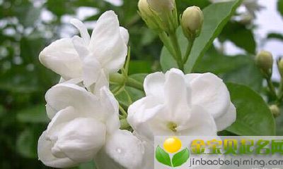 圣诞节出生的女宝宝格好吗，起什么名字好听