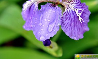 2019年农历二月初五出生的男孩五行缺金怎么起如意，用什么字