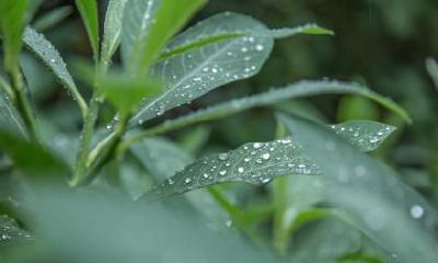 2020年9月7日白露出生的男孩缺火名字推荐！