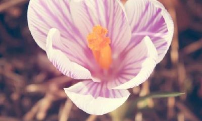 狗年姓卓女孩名字大全 属狗卓姓女宝宝起名2018