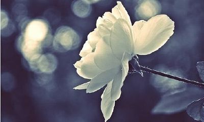 狗年姓溥女孩名字大全 属狗溥姓女宝宝起名2018