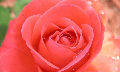 狗年姓咸女孩名字大全 属狗咸姓女宝宝起名2018