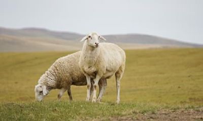 属羊的人中秋节这天出生好不好？是什么命？