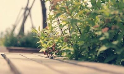 狗年姓籍女孩名字大全 属狗籍姓女宝宝起名2018