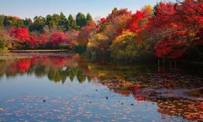 2019年二月二龙抬头出生五行缺木起名推荐