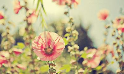 狗年姓印女孩名字大全 属狗印姓女宝宝起名2018