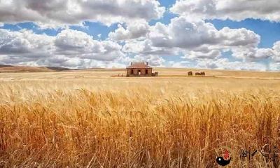 梦见在金黄的麦地飞奔