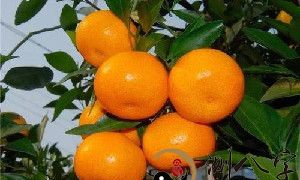 梦到橘子熟了金黄