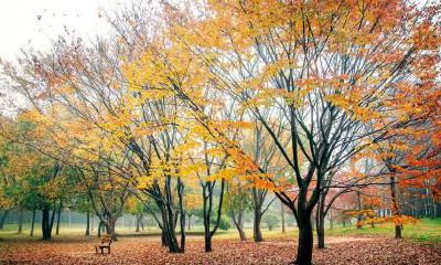 木命用金字的名字可以吗？五行相克怎么看？