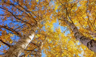 木命又取的带木的字怎么办？会不好吗？