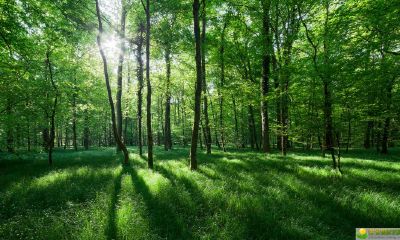 姓丛女孩甜美温柔的名字推荐