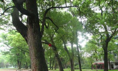 七夕情人节出生的女宝宝格好吗，起什么名字好听