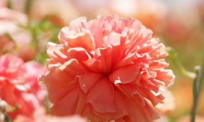 狗年姓柴女孩名字大全 属狗柴姓女宝宝起名2018