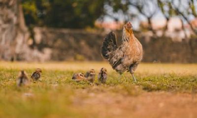 属鸡的人出生在中秋节这天好不好？运势好不好？
