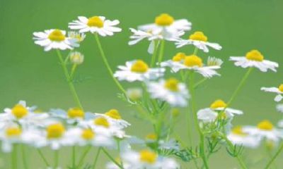 狗年姓宦女孩名字大全 属狗宦姓女宝宝起名2018